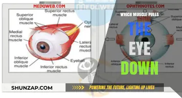 Understanding the Inferior Rectus Muscle: The Key to Pulling the Eye Down