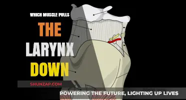 Understanding the Role of the Sternothyroid Muscle in Larynx Descent