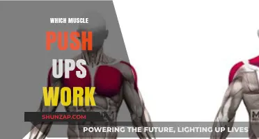 Muscles Targeted by Push-Ups: A Comprehensive Guide to Strength Training