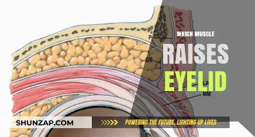 Eyelid Mechanics: The Muscles Behind the Blink