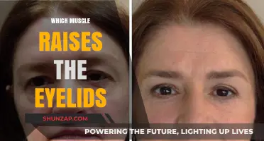 Eyelid Mechanics: What Muscle Raises the Eyelids?