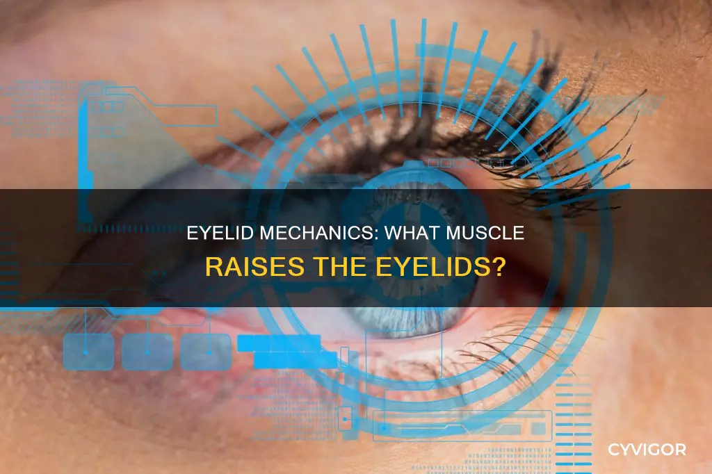 which muscle raises the eyelids