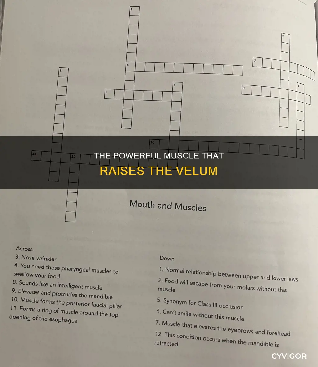 which muscle raises the velum