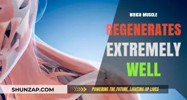 Muscle Regeneration: The Surprising Power of Healing