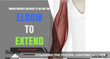 Understanding Elbow Extension: The Key Muscle That Relaxes for Movement