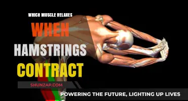 Understanding Muscle Pairing: Which Muscle Relaxes When Hamstrings Contract?