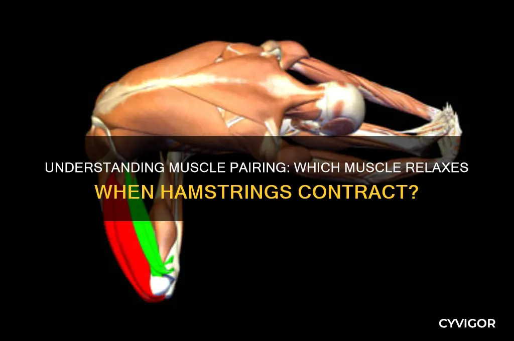 which muscle relaxes when hamstrings contract