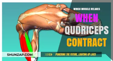Understanding Muscle Pairing: Which Muscle Relaxes When Quadriceps Contract?