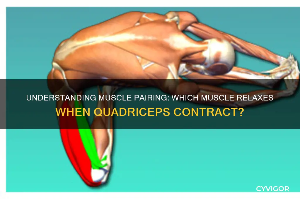 which muscle relaxes when qudriceps contract