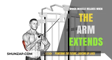 Understanding Arm Extension: Which Muscle Relaxes During the Movement?