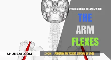Understanding Arm Flexion: Which Muscle Relaxes During Bicep Contraction?