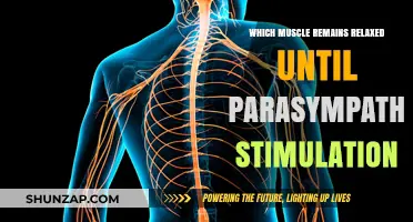 Parasympathetic Stimulation: The Key to Relaxing This Specific Muscle