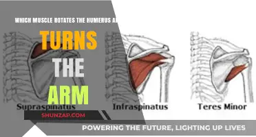 Muscles That Rotate the Humerus and Turn the Arm Explained