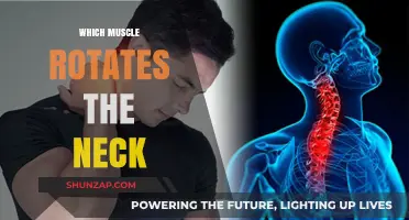How Your Neck Rotates: Muscles Involved