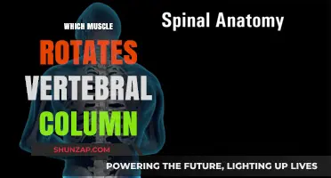 Spinal Muscles: Rotating the Vertebral Column