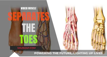 What Muscle Splits Our Toes?