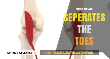 Interossei: The Muscle Group That Separates Our Toes