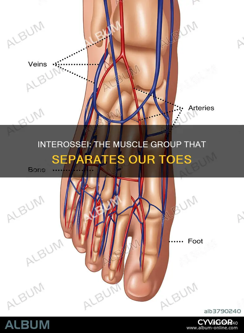 which muscle seperates the toes