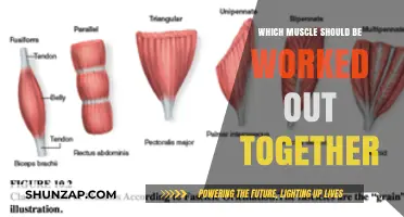 Effective Muscle Pairing: Optimize Your Workouts with Synergistic Training Combos