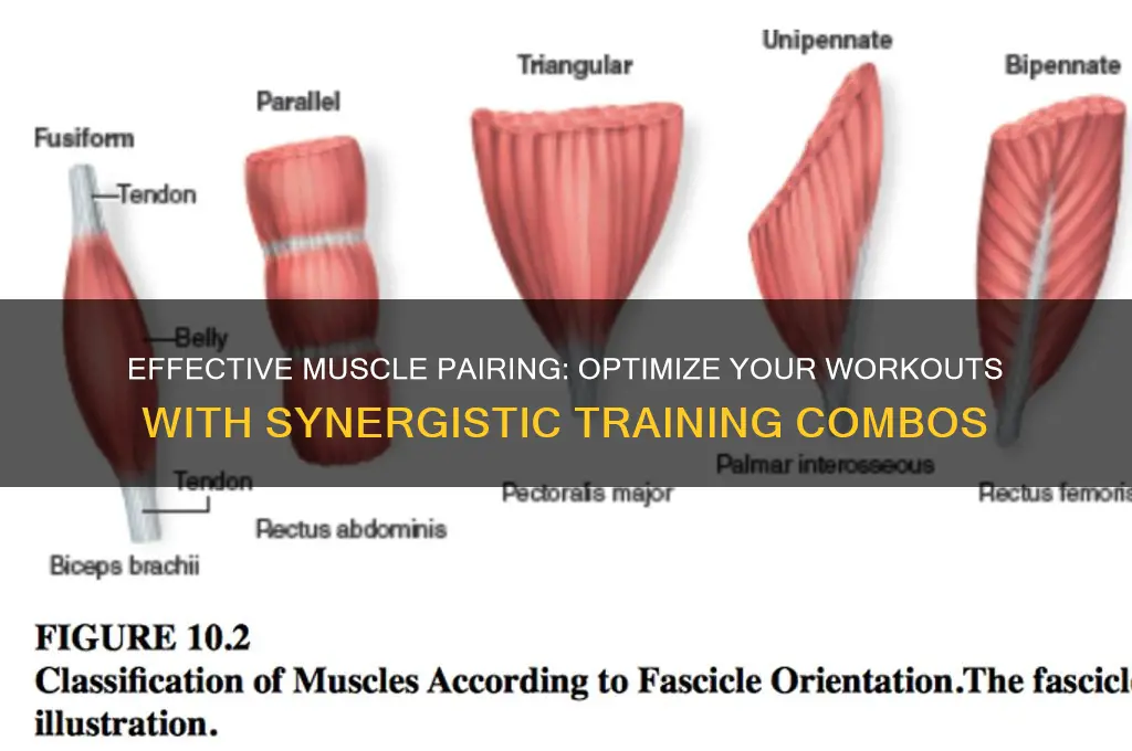 which muscle should be worked out together