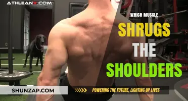 Shoulder Shrugs: Which Muscles Are Involved?