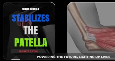 The Patella's Stabilizing Muscle: Understanding Knee Joint Mechanics