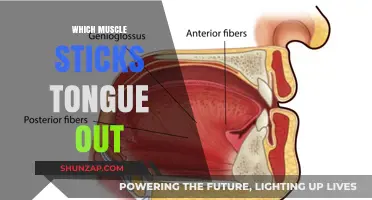 Tongue Twister: The Muscle Behind Sticking Your Tongue Out