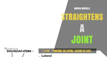 Unlocking Joints: The Muscles' Role in Flexibility