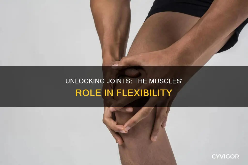which muscle straightens a joint