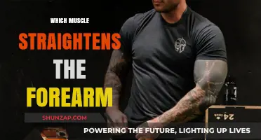 How to Straighten Your Forearm: Targeting the Right Muscle