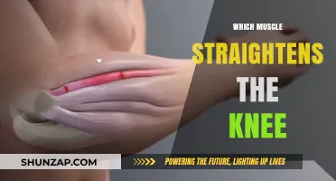 Unlocking the Mystery of Knee Straightening Muscles