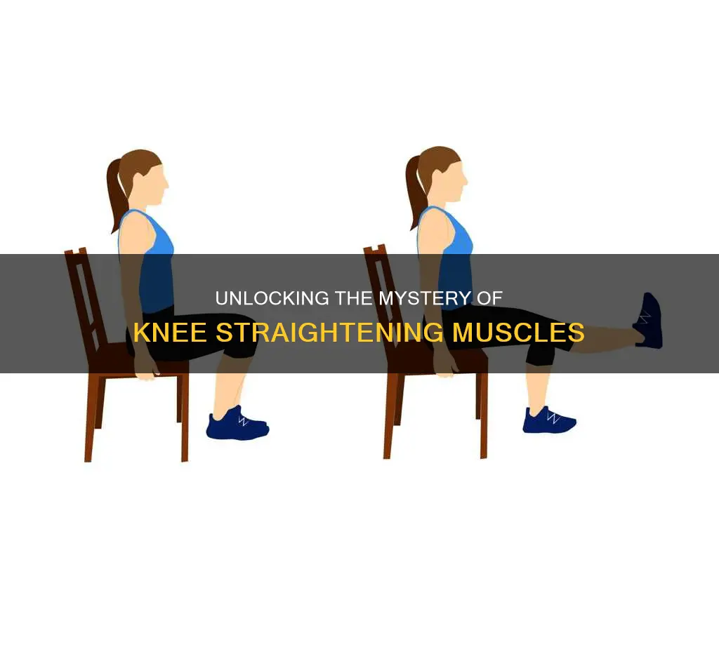 which muscle straightens the knee