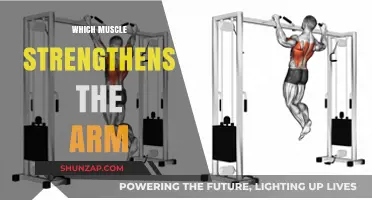 Strengthen Your Arms: Key Muscles for Power and Definition
