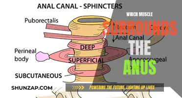 What Muscle Surrounds the Human Anus?