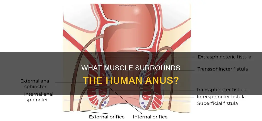 which muscle surrounds the anus