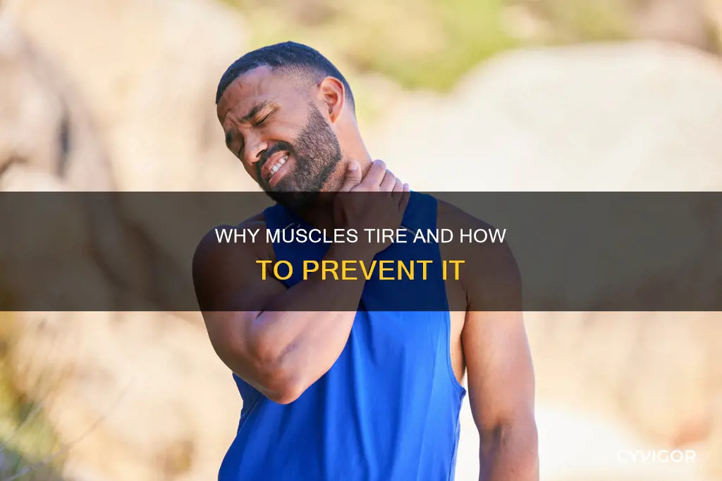 which muscle tires quickly
