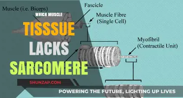 Muscle Tissue Without Sarcomeres: Understanding Unique Muscle Function