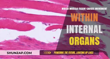 Smooth Muscle Tissue: The Unseen Force Behind Internal Organ Movement