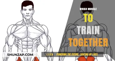 Training Muscle Groups: What to Train Together