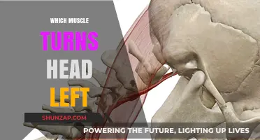 How to Turn Your Head: The Neck Muscle Guide