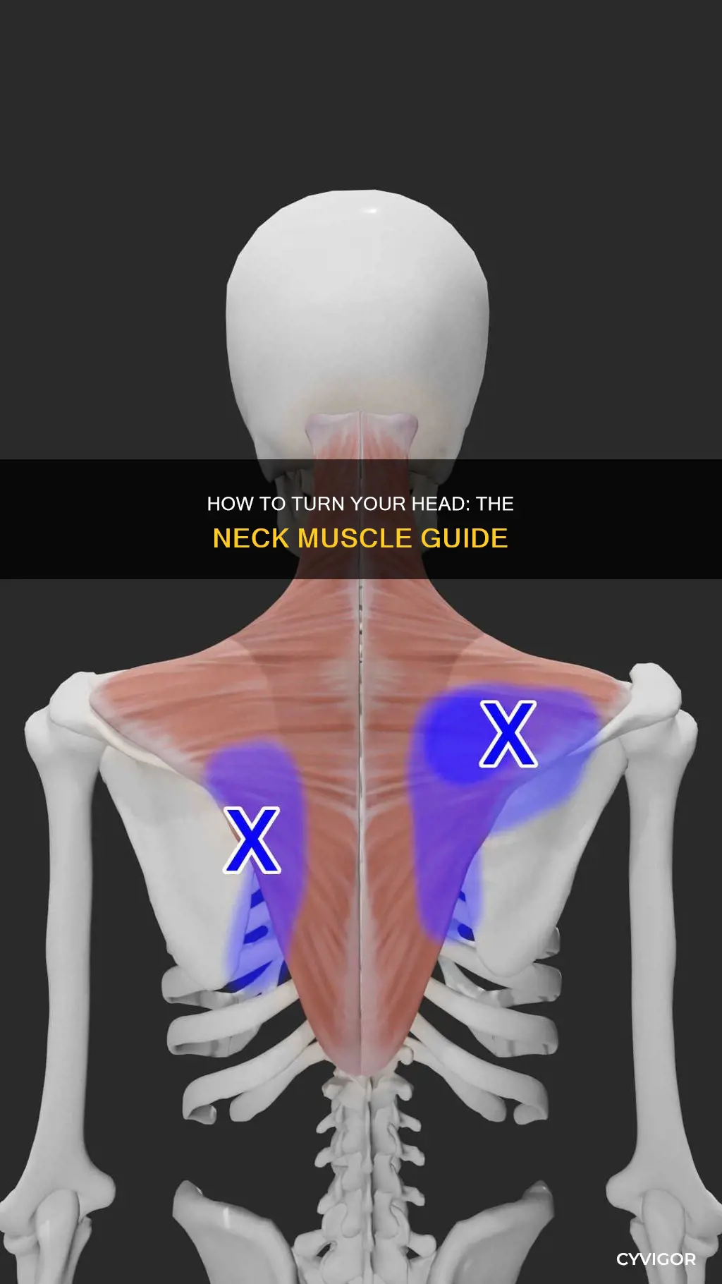 which muscle turns head left