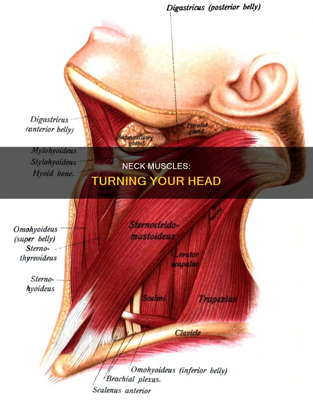 which muscle turns your head