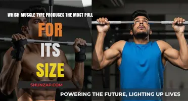 Which Muscle Type Delivers Maximum Pull Relative to Its Size?