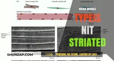 Striated or Not: Exploring Smooth Muscle Types