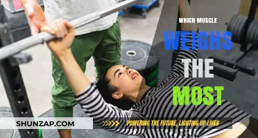 Muscle Weights: The Heaviest Muscles in the Body