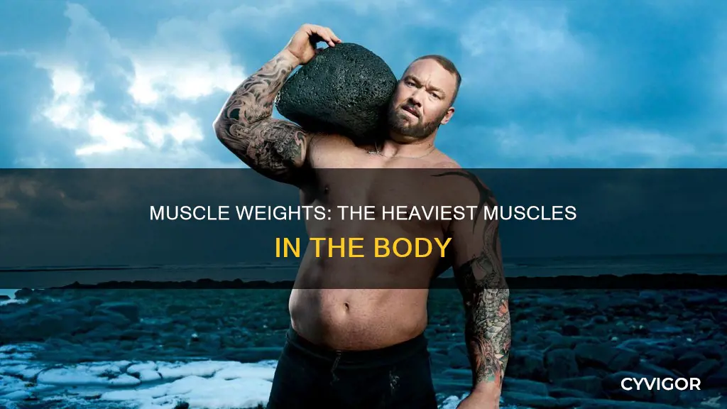 which muscle weighs the most
