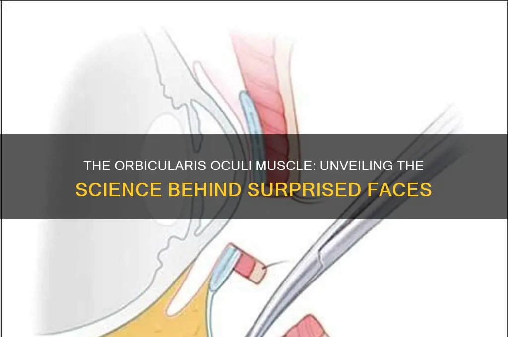 which muscle when contracted causes a surprised facial expression