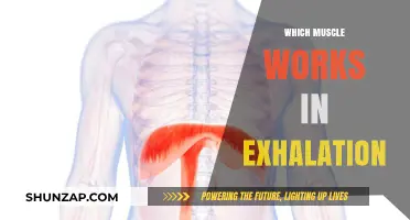 Muscles Involved in Exhalation: Understanding the Role of the Diaphragm