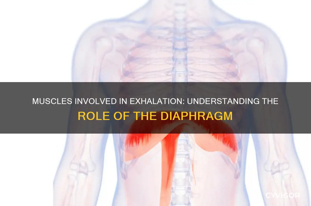 which muscle works in exhalation