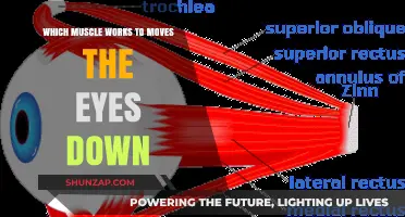 How the Superior Oblique Muscle Controls Downward Eye Movement